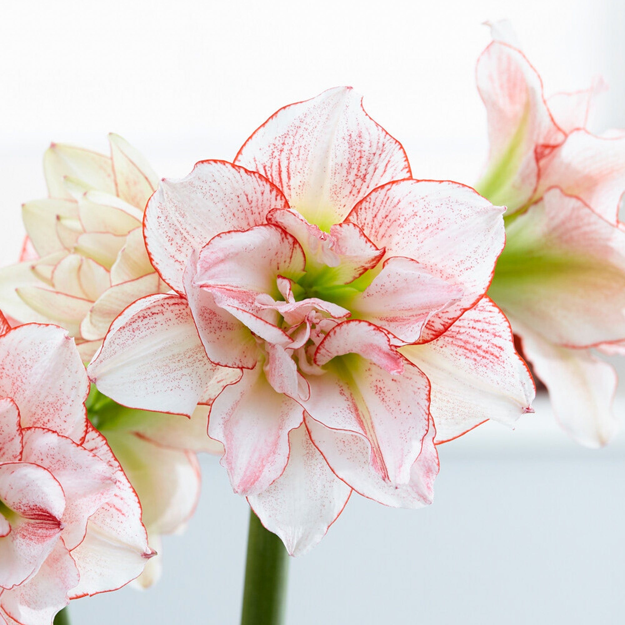 Amaryllis 'Striped Amadeus'